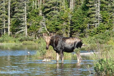 Un male sur le lac Duvivier