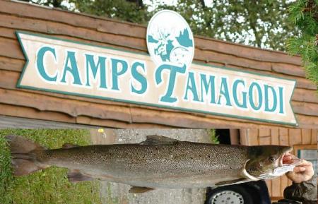 Les camps tamagodi