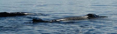 Baleines à bosses