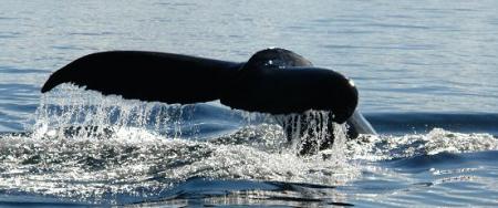 Encore un plongeon