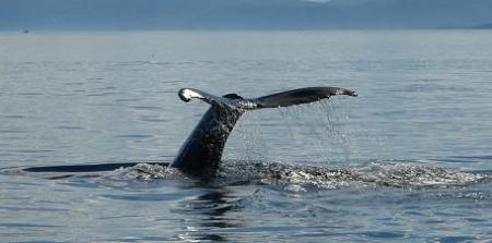 Les baleines  bosses de Tadoussac (quebec )